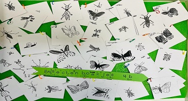 Groep 4b tekent insecten