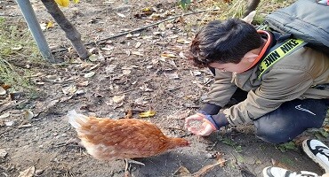 Groep 7A ontmoet kippen, wormen en bijen in de Fruittuinen van West